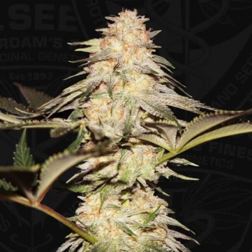 BubbleBananaGum Feminised Seeds BubbleBananaGum Feminised Seeds