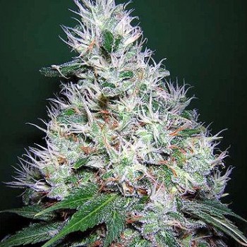 Bubble Gum Regular Seeds - 11