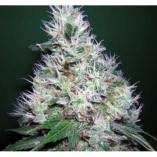 Bubble Gum Regular Seeds - 11 Bubble Gum Regular Seeds - 11