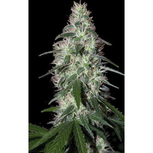 Pulsar Feminised Seeds