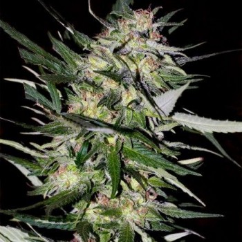 Collection #4 Feminised Seeds - 6 Collection #4 Feminised Seeds - 6