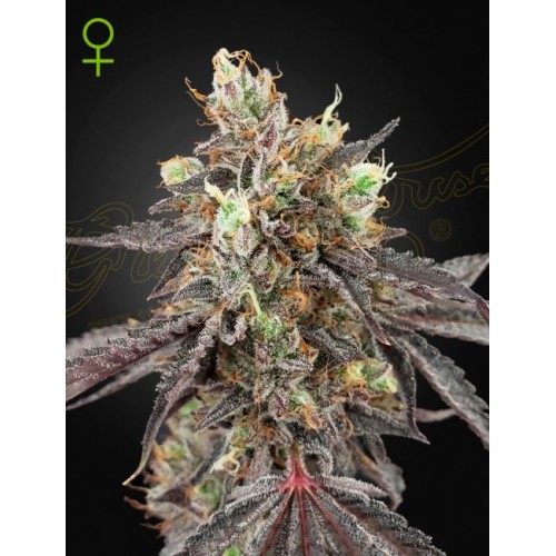 Gelato 41 x Gelato 41 Auto Feminised Seeds