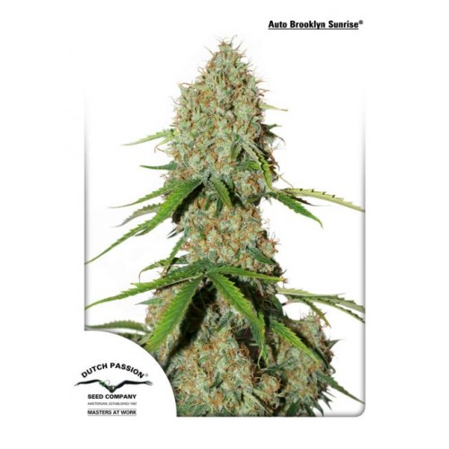 Brooklyn Sunrise Auto Feminised Seeds