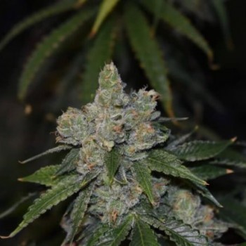 Gorilla Glue Auto Feminised Seeds Gorilla Glue Auto Feminised Seeds