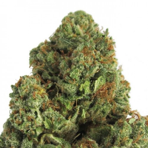 Midnight Mass Feminised Seeds Midnight Mass Feminised Seeds
