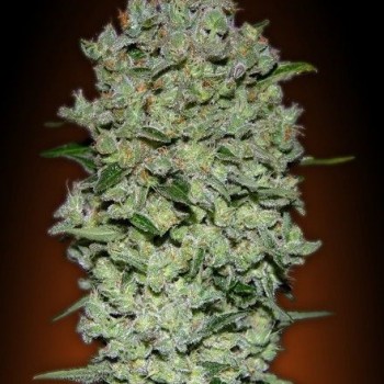 Collection #1 Auto Feminised Seeds - 6 Collection #1 Auto Feminised Seeds - 6