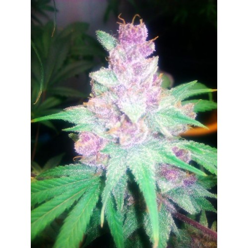 Grape Kush Feminised Seeds - 6