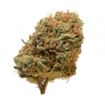 Critical Mass Regular Seeds - 10 Critical Mass Regular Seeds - 10