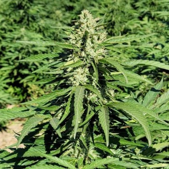 Limonene CBG Feminised Seeds - 5 Limonene CBG Feminised Seeds - 5