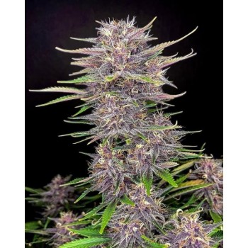 Banana Purple Punch Auto Feminised Seeds