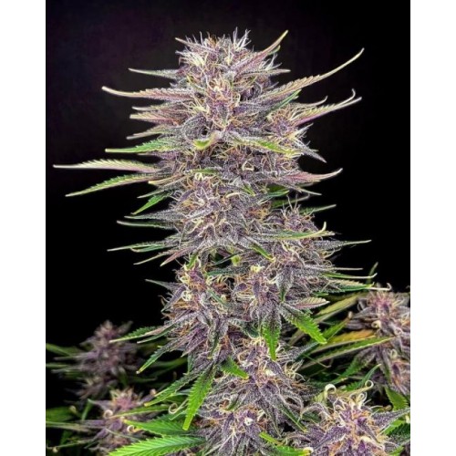 Banana Purple Punch Auto Feminised Seeds