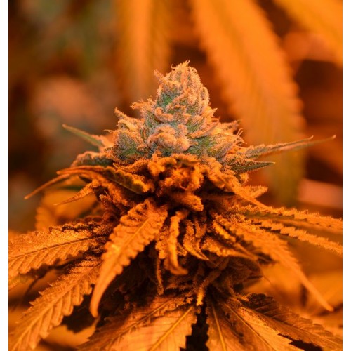 CandyLand Regular Seeds - 10