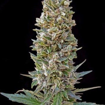 Automatik Mix Auto Feminised Seeds - 10 Automatik Mix Auto Feminised Seeds - 10