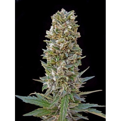 Automatik Mix Auto Feminised Seeds - 10 Automatik Mix Auto Feminised Seeds - 10
