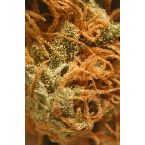 BC Cheese Feminised Seeds - 6 BC Cheese Feminised Seeds - 6