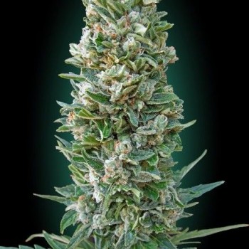 Collection #3 Auto Feminised Seeds - 6 Collection #3 Auto Feminised Seeds - 6