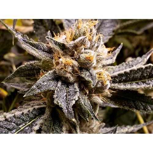 Confidential Purp Feminised Seeds - 5 Confidential Purp Feminised Seeds - 5