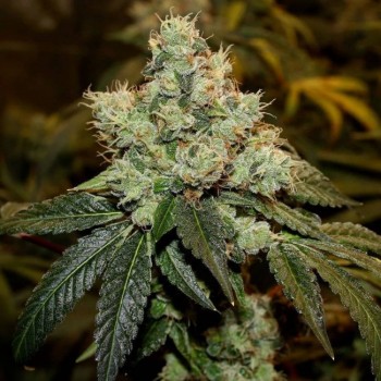 Chem Kesey Regular Seeds - 11 Chem Kesey Regular Seeds - 11