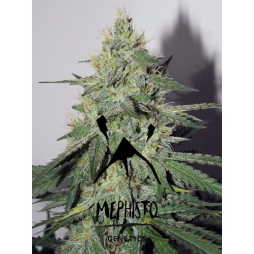 Chemdogging Auto Feminised Seeds Chemdogging Auto Feminised Seeds