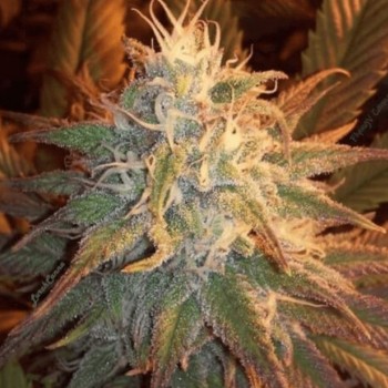 Cocoon Regular Seeds - 11 Cocoon Regular Seeds - 11