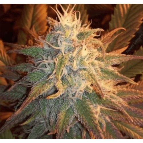 Cocoon Regular Seeds - 11 Cocoon Regular Seeds - 11