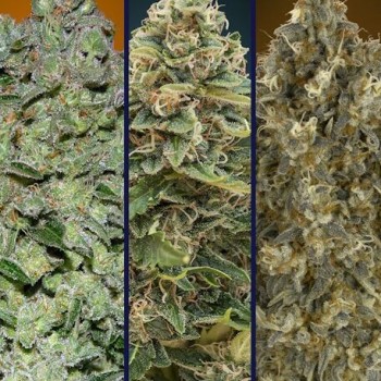 Collection #6 Auto Feminised Seeds - 6 Collection #6 Auto Feminised Seeds - 6