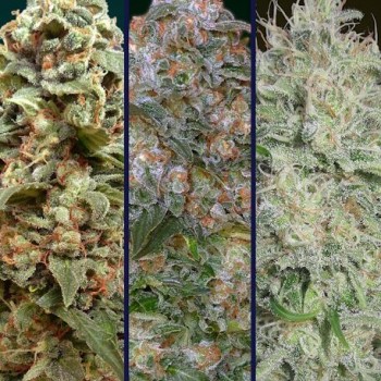 Collection #8 Feminised Seeds - 6 Collection #8 Feminised Seeds - 6