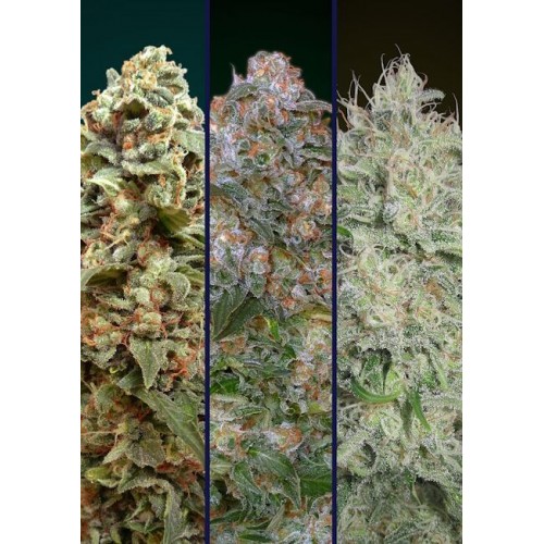 Collection #7 Feminised Seeds - 6