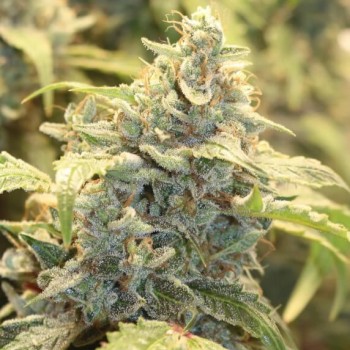 Creme-Tasmo Auto Feminised Seeds Creme-Tasmo Auto Feminised Seeds