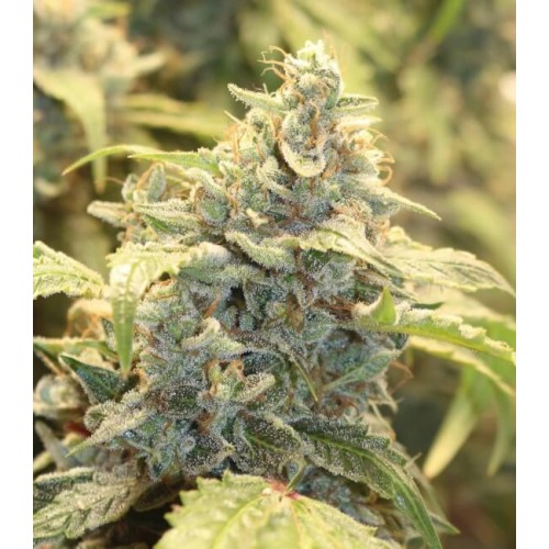 Creme-Tasmo Auto Feminised Seeds Creme-Tasmo Auto Feminised Seeds