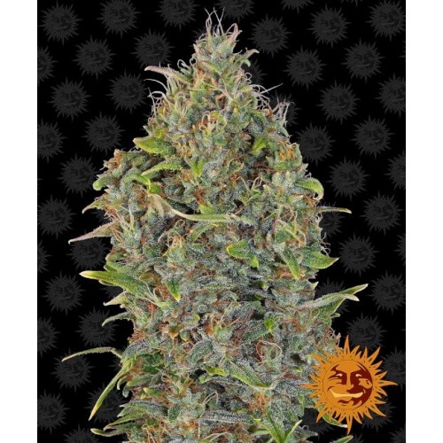 Critical Kush Auto Feminised Seeds Critical Kush Auto Feminised Seeds