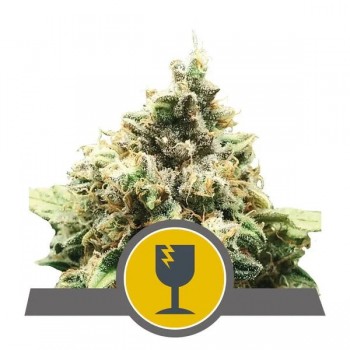 Critical Regular Seeds - 10