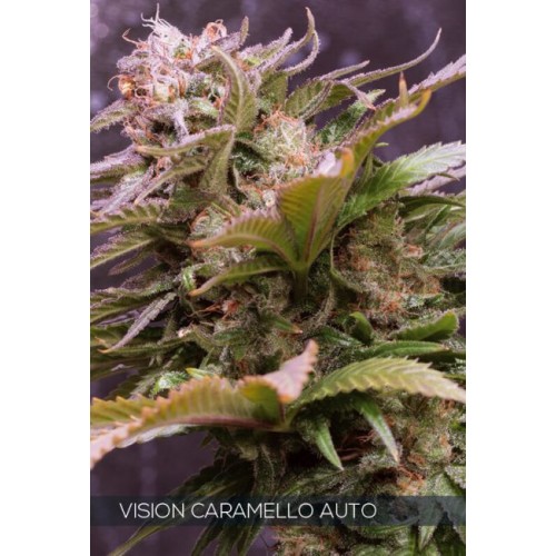 Vision Caramello Auto Feminised Seeds