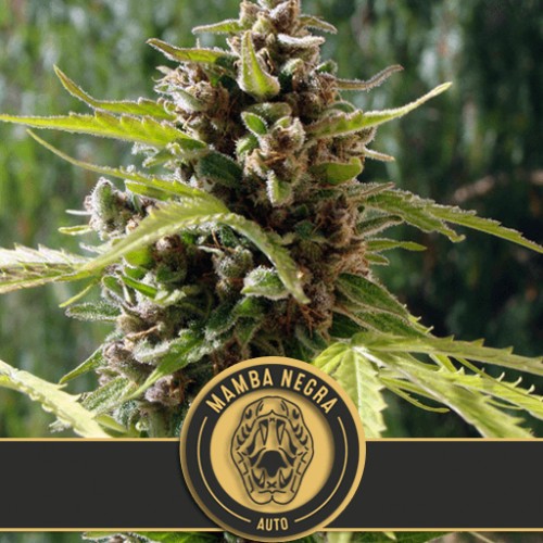 Mamba Negra Auto Feminised Seeds Mamba Negra Auto Feminised Seeds