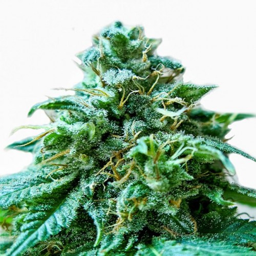 Superb OG Feminised Seeds Superb OG Feminised Seeds