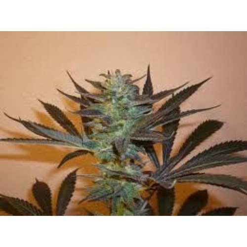 Mind Bender Feminised Seeds - 5 Mind Bender Feminised Seeds - 5