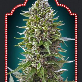 Automatik Collection #2 Auto Feminised Seeds - 6 Automatik Collection #2 Auto Feminised Seeds - 6