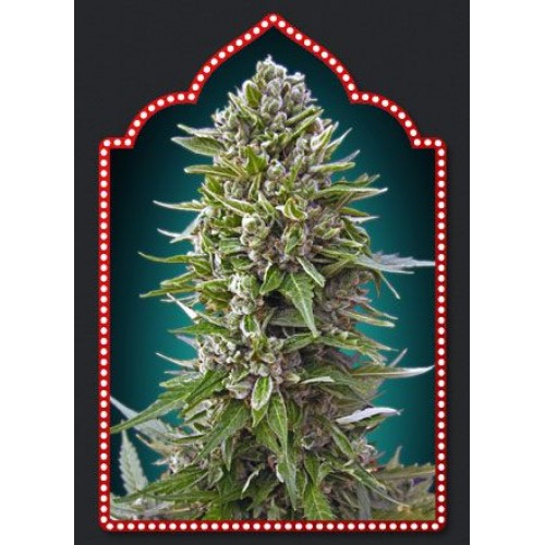 Automatik Collection #2 Auto Feminised Seeds - 6 Automatik Collection #2 Auto Feminised Seeds - 6