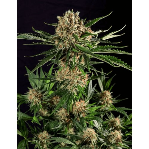 Txerri Bilbo Haze Feminised Seeds Txerri Bilbo Haze Feminised Seeds