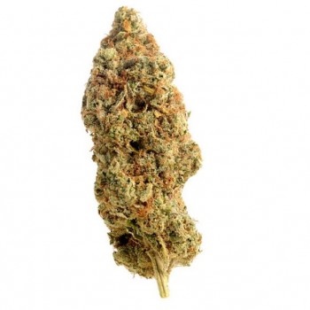 Amnesia Haze Regular Seeds - 10 Amnesia Haze Regular Seeds - 10