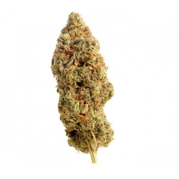 Amnesia Haze Regular Seeds - 10 Amnesia Haze Regular Seeds - 10