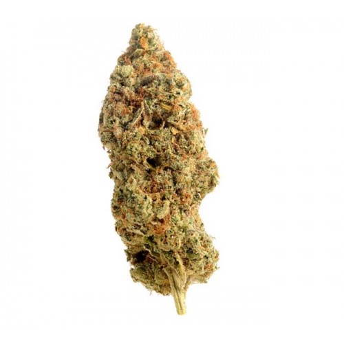 Amnesia Haze Regular Seeds - 10 Amnesia Haze Regular Seeds - 10