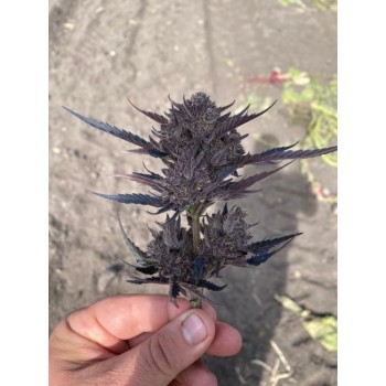 GMO Auto Feminised Seeds GMO Auto Feminised Seeds