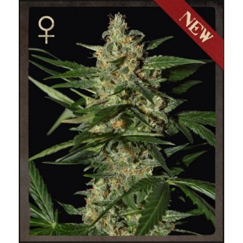 Damnesia Auto Feminised Seeds Damnesia Auto Feminised Seeds