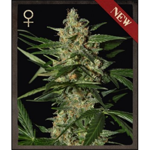 Damnesia Auto Feminised Seeds Damnesia Auto Feminised Seeds
