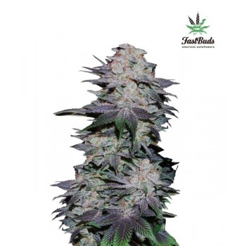 Blackberry Auto Feminised Seeds