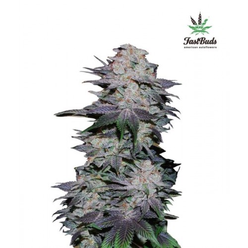 Blackberry Auto Feminised Seeds Blackberry Auto Feminised Seeds