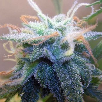 BC White Widow Feminised Seeds - 6 BC White Widow Feminised Seeds - 6