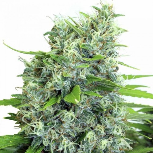 Kali Bubba Regular Seeds - 11 Kali Bubba Regular Seeds - 11