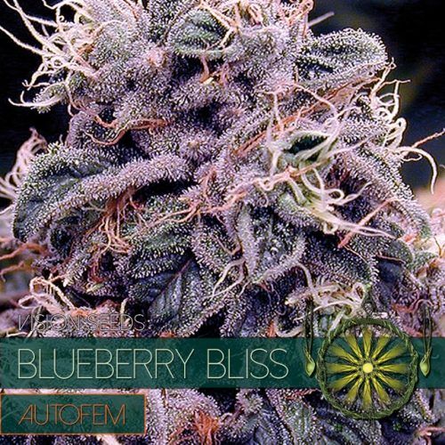 Blueberry Bliss Auto Feminised Seeds Blueberry Bliss Auto Feminised Seeds